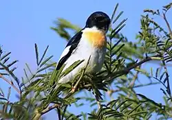 Male at Gir National Park, Gujarat, India.
