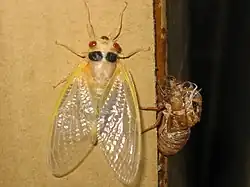 Teneral adult Brood XIII Magicicada and exuviae after molting in Highland Park, Illinois near Chicago. (May 2007)