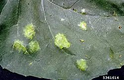 White rust symptoms on a sunflower leaf.