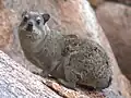 A rock hyrax on a rock, looking at the camera.