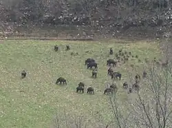 Abruzzo Wild boars