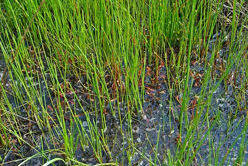 A close-up of the dense vegetation growing on the peat mat covering the central basin