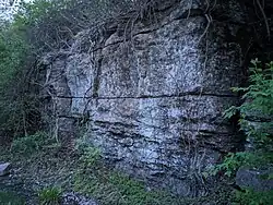 Railroad cut showing Winterset Limestone, Dennis Formation, Upper Bronson Subgroup, Kansas City Group, Missourian Series, Pennsylvanian System. Note thin horizontal partings - very thin layers of shale separating the limestone periodically - a characteristic of many Kansas City Group limestone members. The thin shale layers represent a short period of time under different environmental conditions, or perhaps even a single catastrophic or large-scale event. Raytown, Missouri.