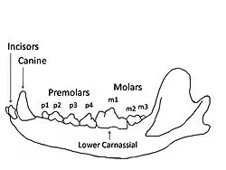 Image 2A wolf mandible diagram showing the names and positions of the teeth (from Dog anatomy)