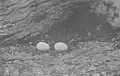 Eggs of X. l. longipes in 1911