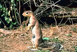 Brown squirrel