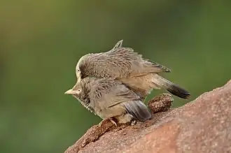 Allopreening in yellow-billed babbler