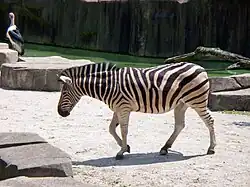 Zebra
