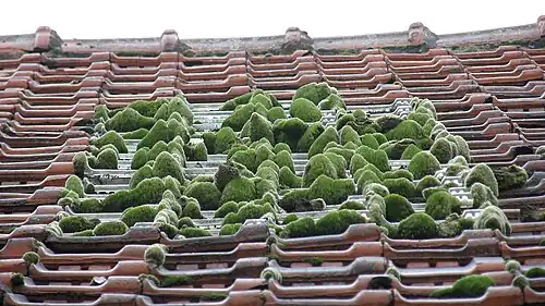 A small Zen roof garden