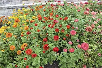 Zinnias in bloom.
