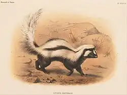 Painting of a black animal with white stripes walking in a desert