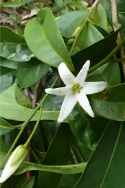 Mischogyne elliotiana.