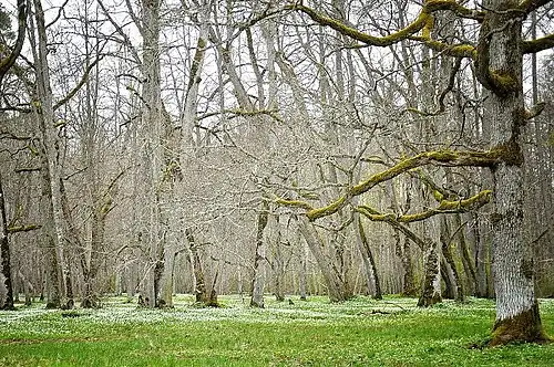 Парк Сууремыйза весной