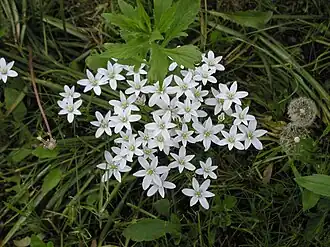 Птицемлечник зонтичный (Ornithogalum umbellatum)