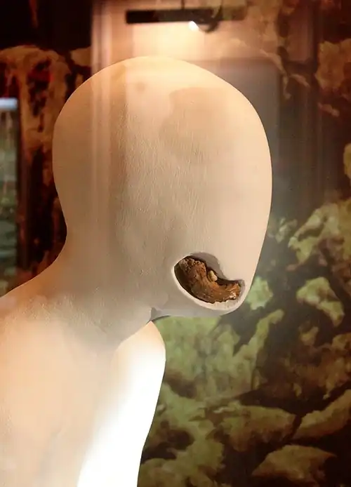 Кость нижней челюсти азихантропа, Музей истории Азербайджана.