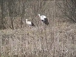 Аисты на пруду в д.Андрюшино