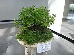 Айвочка японская в виде бонсай