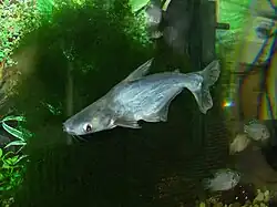 Акулий сом, или пангасиус (Pangasianodon hypophthalmus)