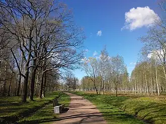 Аллея Крайняя дорога в Баболовском парке