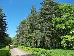 Аллея в Александрийском парке