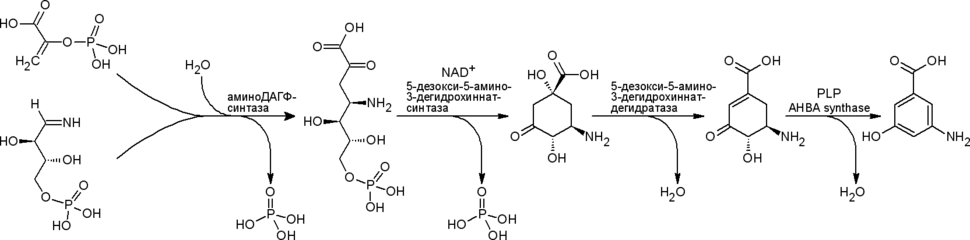 Аминошикиматный путь