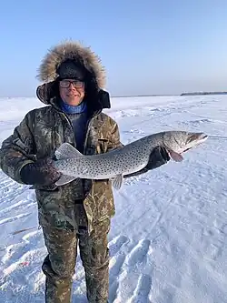 Амурская щука-желанный трофей зимней рыбалки