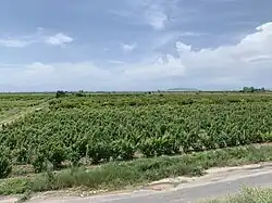 Виноградники недалеко от города