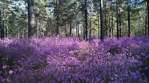 Рододендрон даурский (Багульник)
