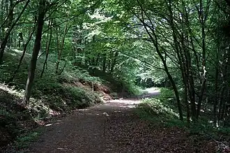 Одна из многочисленных тропинок в Белградском лесу