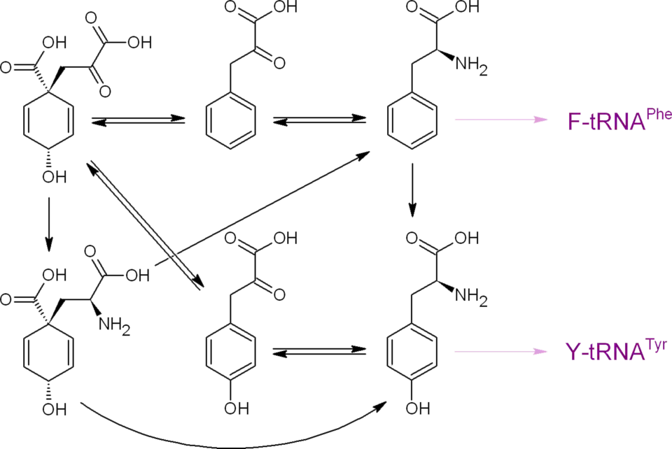 Пути образования протеиногенных аминокислот фенилаланина и тирозина из префената