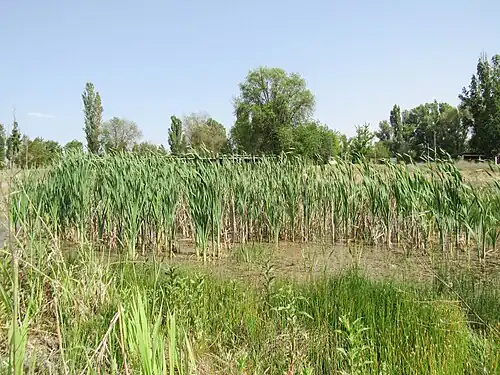 Пионерское озеро в 2023 году