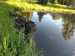Бобровая плотина на реке Чабышевка у деревни Лямтюгино