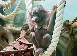 Калимантанский орангутан в Московском зоопарке