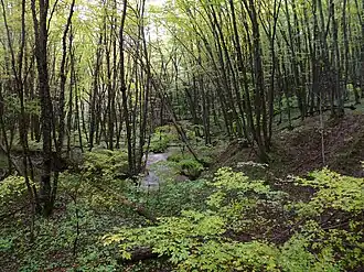 Вербовка в Русском лесу