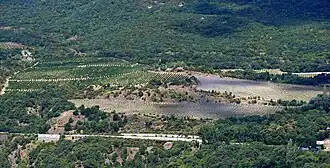 Виноградники ГП «Ливадия».