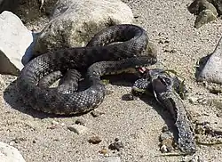 Водяной уж на берегу Волгоградского водохранилища недалеко от Волжской ГЭС.