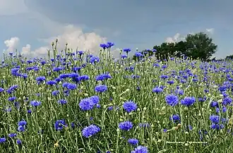 Василёк (лат. Centauréa) на степных просторах