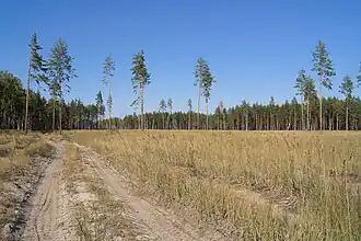 Вырубка леса в заказнике «Муромский»