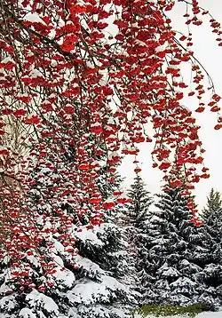 Рябина в декабре