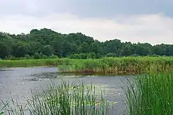 «Голосеевский»