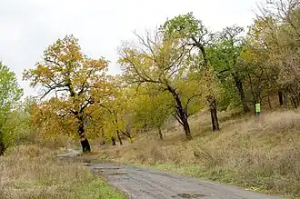 Группа вековых дубов