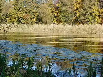 верхнее течение — Трубин