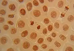 Парный фрагмент в телофазе