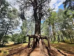 Дерево, корни которого оголились в результате эрозии почв