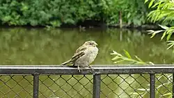 Домовый воробей