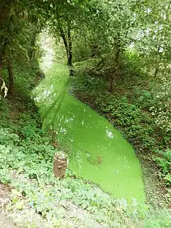 приустьевая часть реки