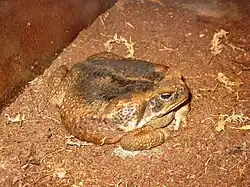 Жаба-ага (Bufo marinus)