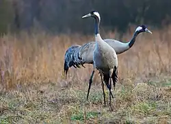 Журавель серый