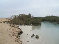 Заросли мангров