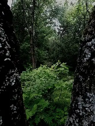 Зелёный пейзаж, Дендрарий Хабаровска